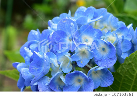 雨上がりの紫陽花 107103561