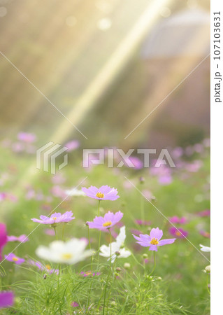 光が降りそそぐ夕景のコスモス 光が降りそそぐ夕景のコスモス 107103631