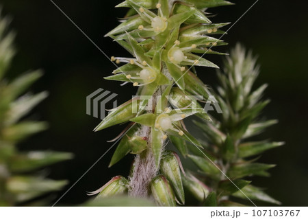 自然　植物　ヒナタイノコヅチ、花です。茎先に目立たない小さな花を穂状に沢山つけます 107103767