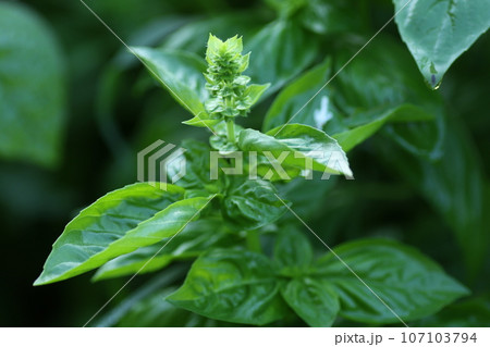 イタリア料理にかかせないシソ科のハーブ、バジル 107103794