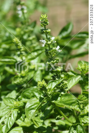 イタリア料理にかかせないシソ科のハーブ、バジル 107103828