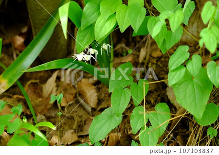 春の野に咲く白いイカリ草の花　【相模原市津久井　4月】 107103837