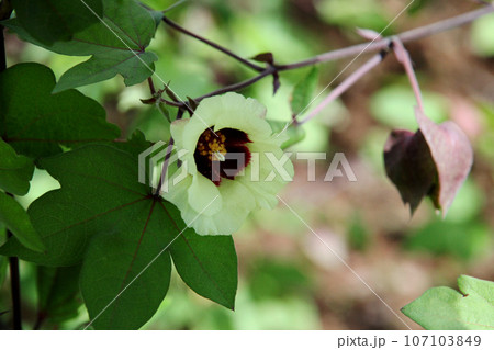 綿の花 綿の花 107103849