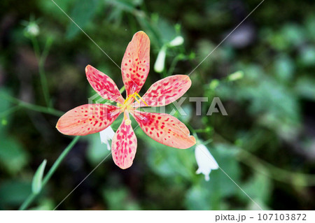 ヒオウギの花 107103872