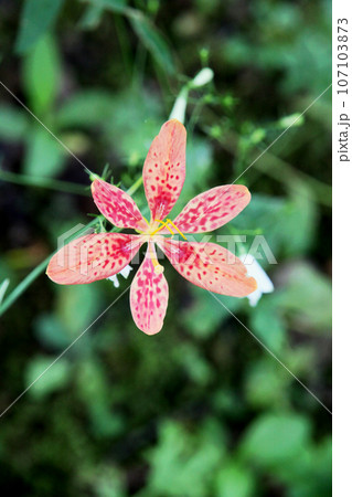 ヒオウギの花 ヒオウギの花 107103873