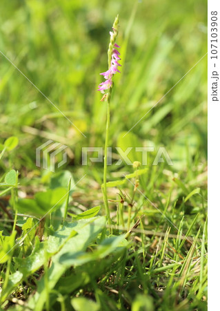 芝生の中に生えた、ラン科の植物、ネジバナの花 107103908