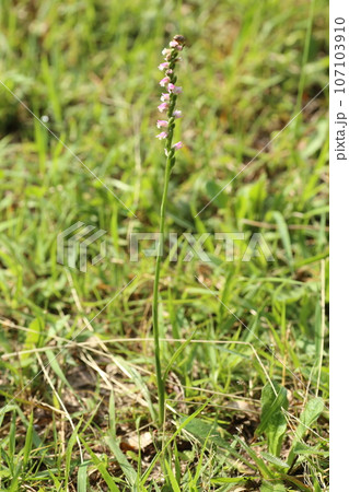 芝生の中に生えた、ラン科の植物、ネジバナの花 107103910