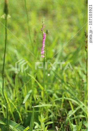 芝生の中に生えた、ラン科の植物、ネジバナの花 芝生の中に生えた、ラン科の植物、ネジバナの花 107103921