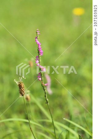 芝生の中に生えた、ラン科の植物、ネジバナの花 芝生の中に生えた、ラン科の植物、ネジバナの花 107103925