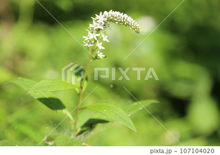 初夏に林の下でひっそりと咲く、白い花、オカトラノオの花 107104020