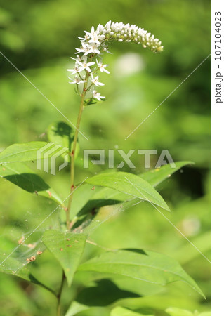 初夏に林の下でひっそりと咲く、白い花、オカトラノオの花 107104023