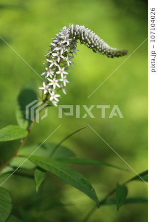 初夏に林の下でひっそりと咲く、白い花、オカトラノオの花 107104026