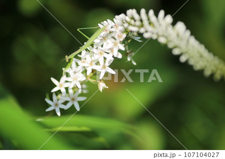 初夏に林の下でひっそりと咲く、白い花、オカトラノオの花 107104027