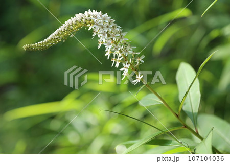 初夏に林の下でひっそりと咲く、白い花、オカトラノオの花 初夏に林の下でひっそりと咲く、白い花、オカトラノオの花 107104036