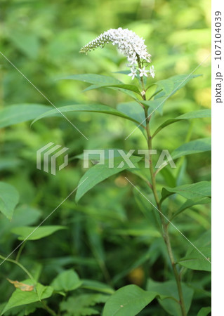 初夏に林の下でひっそりと咲く、白い花、オカトラノオの花 107104039