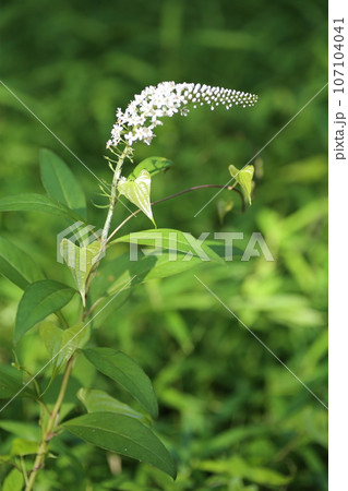 初夏に林の下でひっそりと咲く、白い花、オカトラノオの花 107104041
