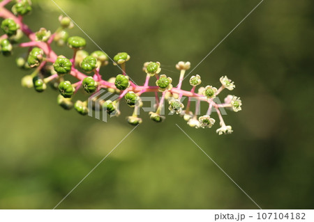 真夏に咲いた、ヨウシュヤマゴボウの花と小さな実 107104182