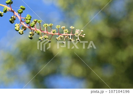 真夏に咲いた、ヨウシュヤマゴボウの花と小さな実 107104196