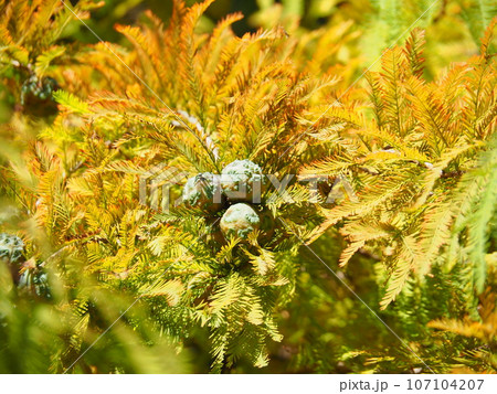 黄葉したラクウショウの葉と実 107104207