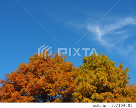 秋の青空と紅葉 秋の青空と紅葉 107104385