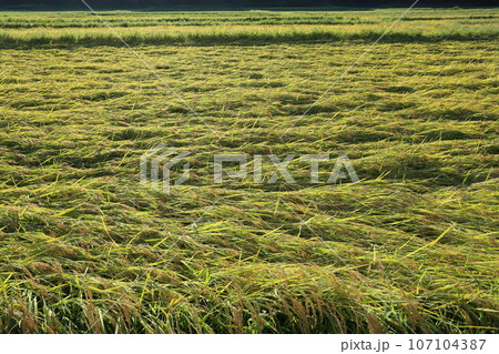 稲刈り間近に雨で倒伏した、イネ 稲刈り間近に雨で倒伏した、イネ 107104387