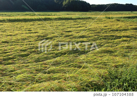 稲刈り間近に雨で倒伏した、イネ 稲刈り間近に雨で倒伏した、イネ 107104388