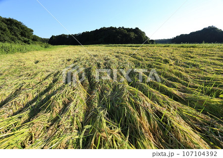 稲刈り間近に雨で倒伏した、イネ 稲刈り間近に雨で倒伏した、イネ 107104392