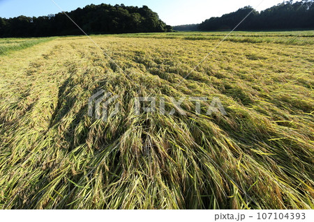 稲刈り間近に雨で倒伏した、イネ 稲刈り間近に雨で倒伏した、イネ 107104393