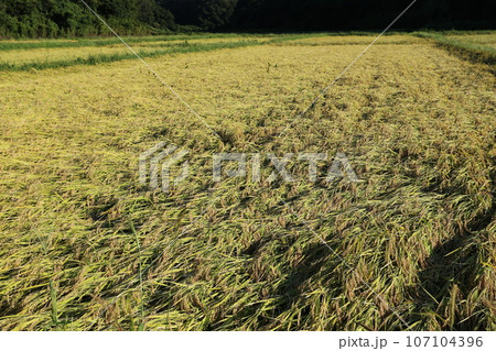 稲刈り間近に雨で倒伏した、イネ 稲刈り間近に雨で倒伏した、イネ 107104396