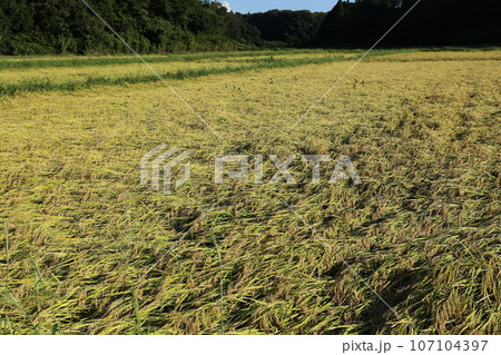 稲刈り間近に雨で倒伏した、イネ 稲刈り間近に雨で倒伏した、イネ 107104397