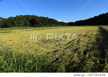 稲刈り間近に雨で倒伏した、イネ 稲刈り間近に雨で倒伏した、イネ 107104399
