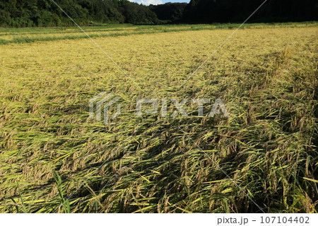 稲刈り間近に雨で倒伏した、イネ 稲刈り間近に雨で倒伏した、イネ 107104402