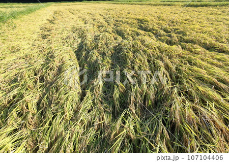 稲刈り間近に雨で倒伏した、イネ 稲刈り間近に雨で倒伏した、イネ 107104406