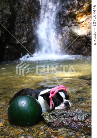 毛呂山町の獅子ヶ滝に冷やしたスイカを見張るゴーグルを付けたボストンテリアのマイティ君♡ 107104446