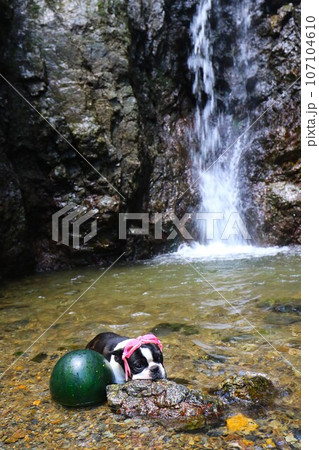 毛呂山町の獅子ヶ滝の渓流にスイカと一緒に入ってるゴーグルを付けたボストンテリアのマイティ君♡ 107104610