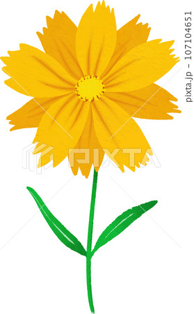 オオキンケイギクのイラスト オオキンケイギクのイラスト 107104651