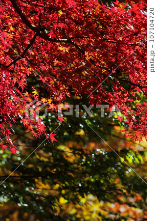 色鮮やかなカエデの紅葉 色鮮やかなカエデの紅葉 107104720