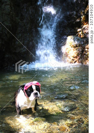 毛呂山町の獅子ヶ滝の渓流に入ってるゴーグルを付けたボストンテリアのマイティ君♡ 107104910