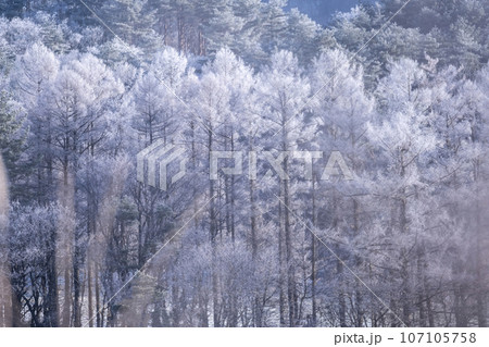 霜 (蒜山高原) 霜 (蒜山高原) 107105758