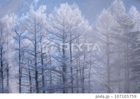 霜　（蒜山高原） 107105759