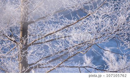 霜　（蒜山高原） 107105762