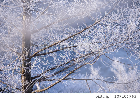 霜　（蒜山高原） 107105763