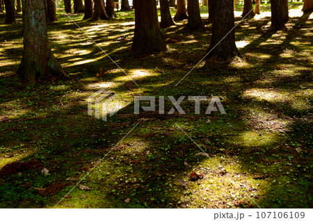 森の木漏れ日 107106109