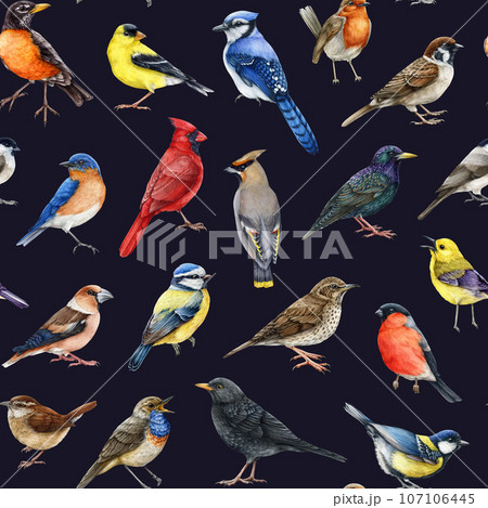Backyard birds seamless pattern on dark background. Watercolor painted various backyard birds seamless pattern. Bluebird, starling, wren, blue jay, robin, warbler, red cardinal forest wildlife avians 107106445