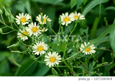 信濃川・やすらぎ堤の秋の野芥子 107106464