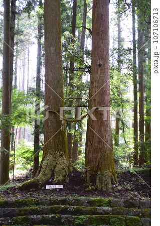 穴森神社・夫婦杉 107106713