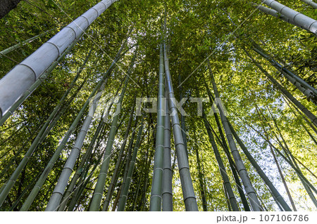 風に揺れる夏の竹林 107106786