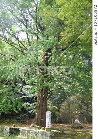 健男霜凝日子神社・神幸所 ・大イチョウ 107106872