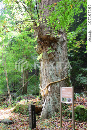 健男霜凝日子神社・神幸所の 御神木 健男霜凝日子神社・神幸所の 御神木 107107199
