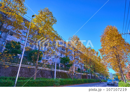 秋の神奈川県川崎市麻生区上麻生4丁目21付近のユリノキ並木の尻手黒川道路を西側に見る 107107219